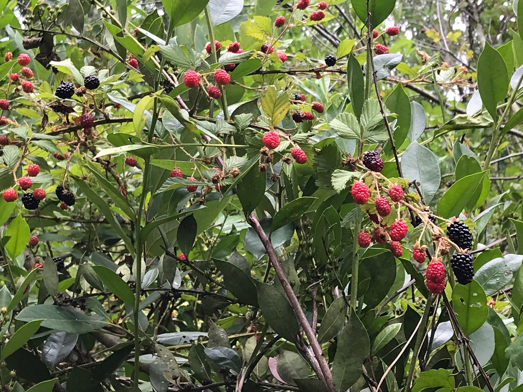 blackberry bush leaves