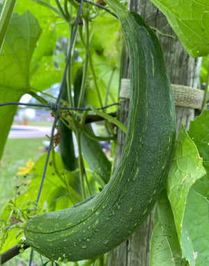 Organic Loofah Sponge