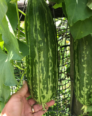 Organic Loofah Sponge