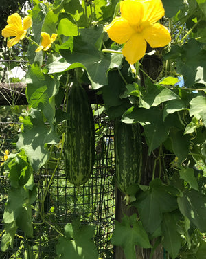 Organic Loofah Sponge