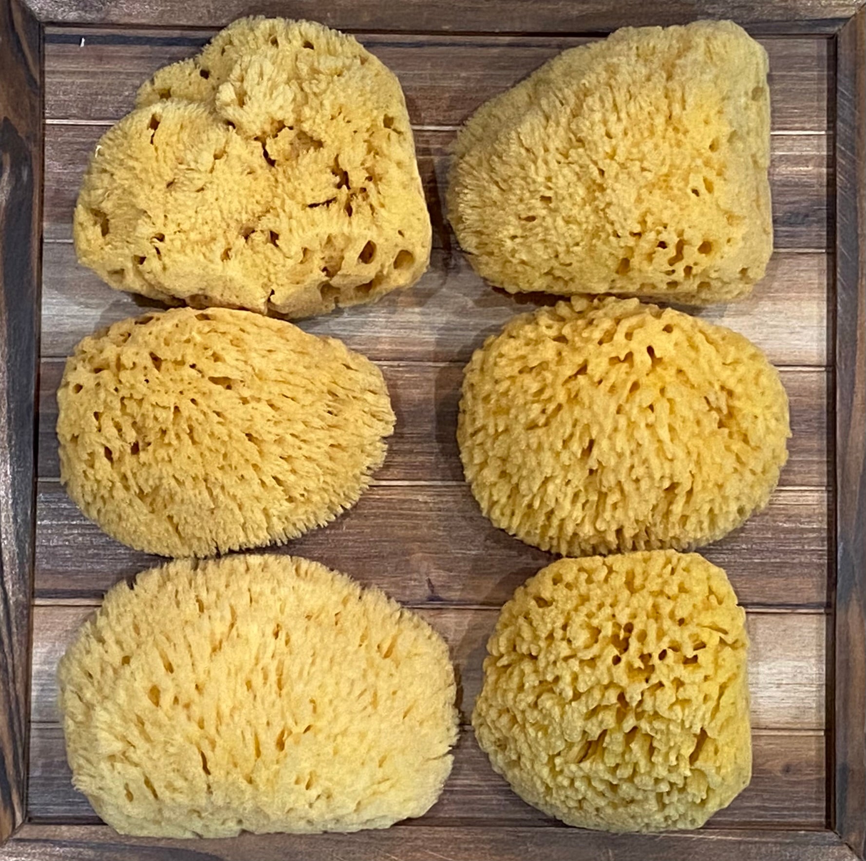 Natural Sea Sponge - Yellow Sponge – cinder + salt