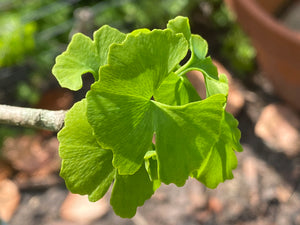 Tincture - Ginkgo biloba